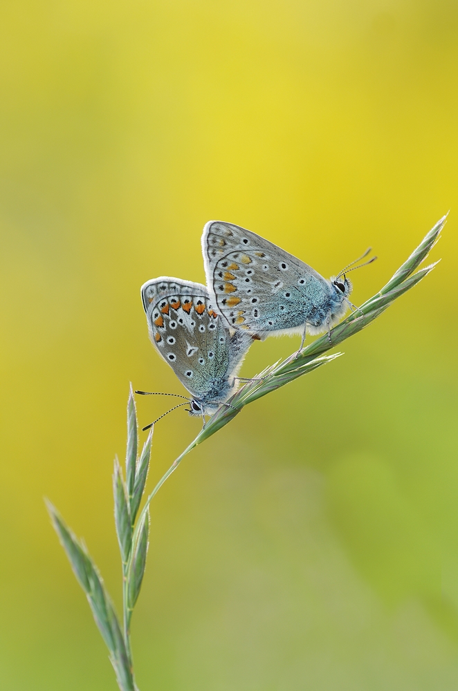 IMGP9376a1000 preuswald.JPG