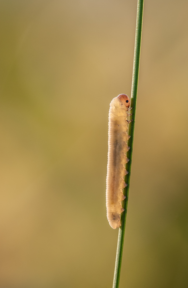 Raupe auf Grashalm.jpg