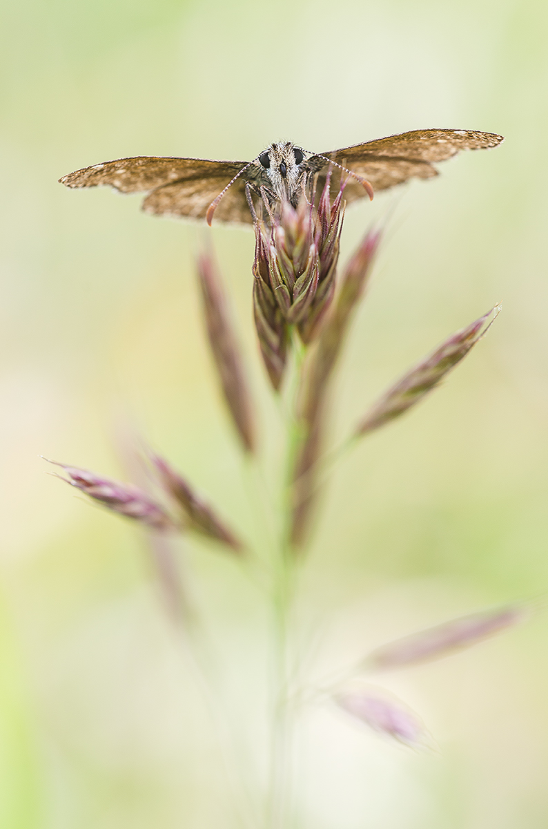 Erynnis tages Kornwicken-Dickkopffalter.jpg