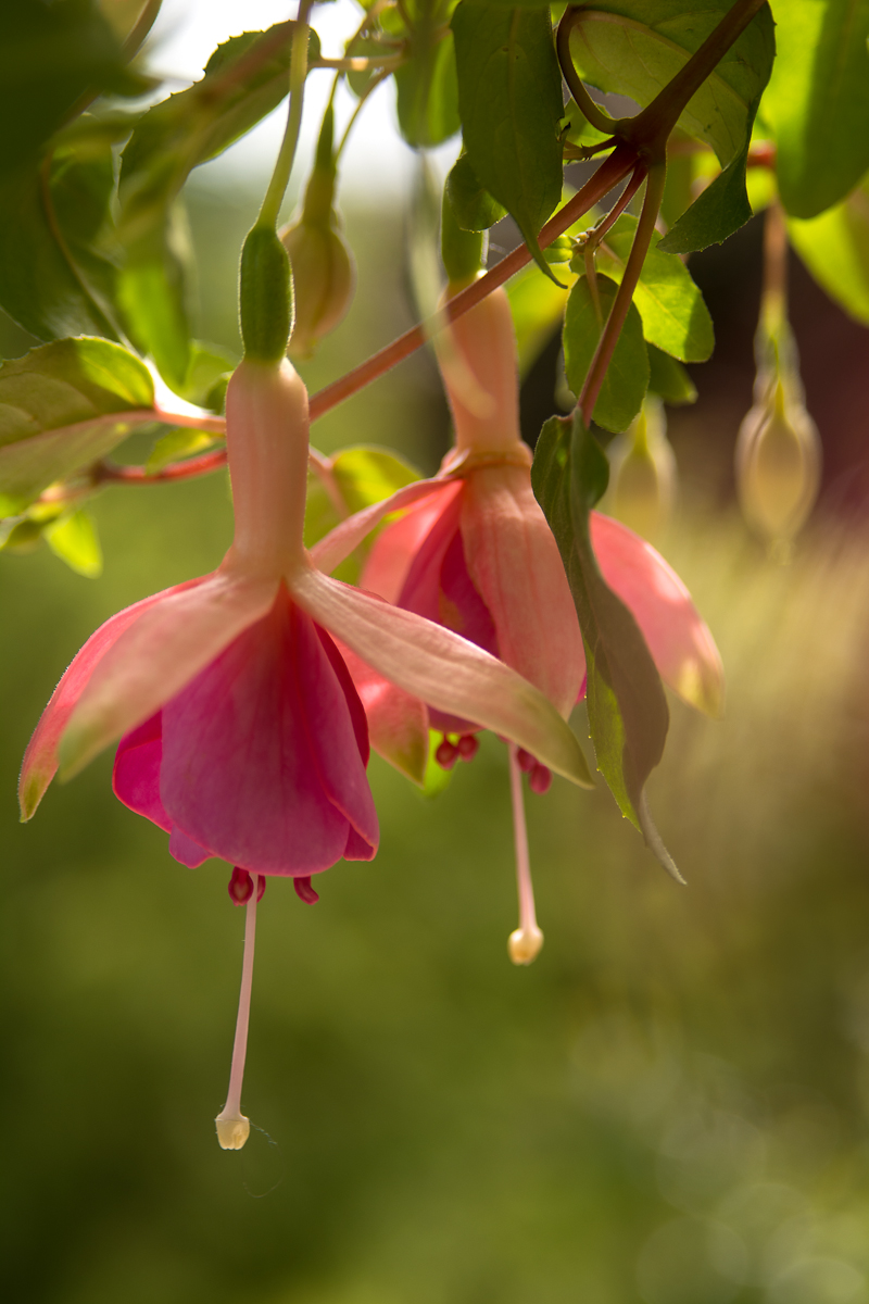 2015-05-28 Garten FuchsienDSC_1985-raw-bearbeitet.jpg