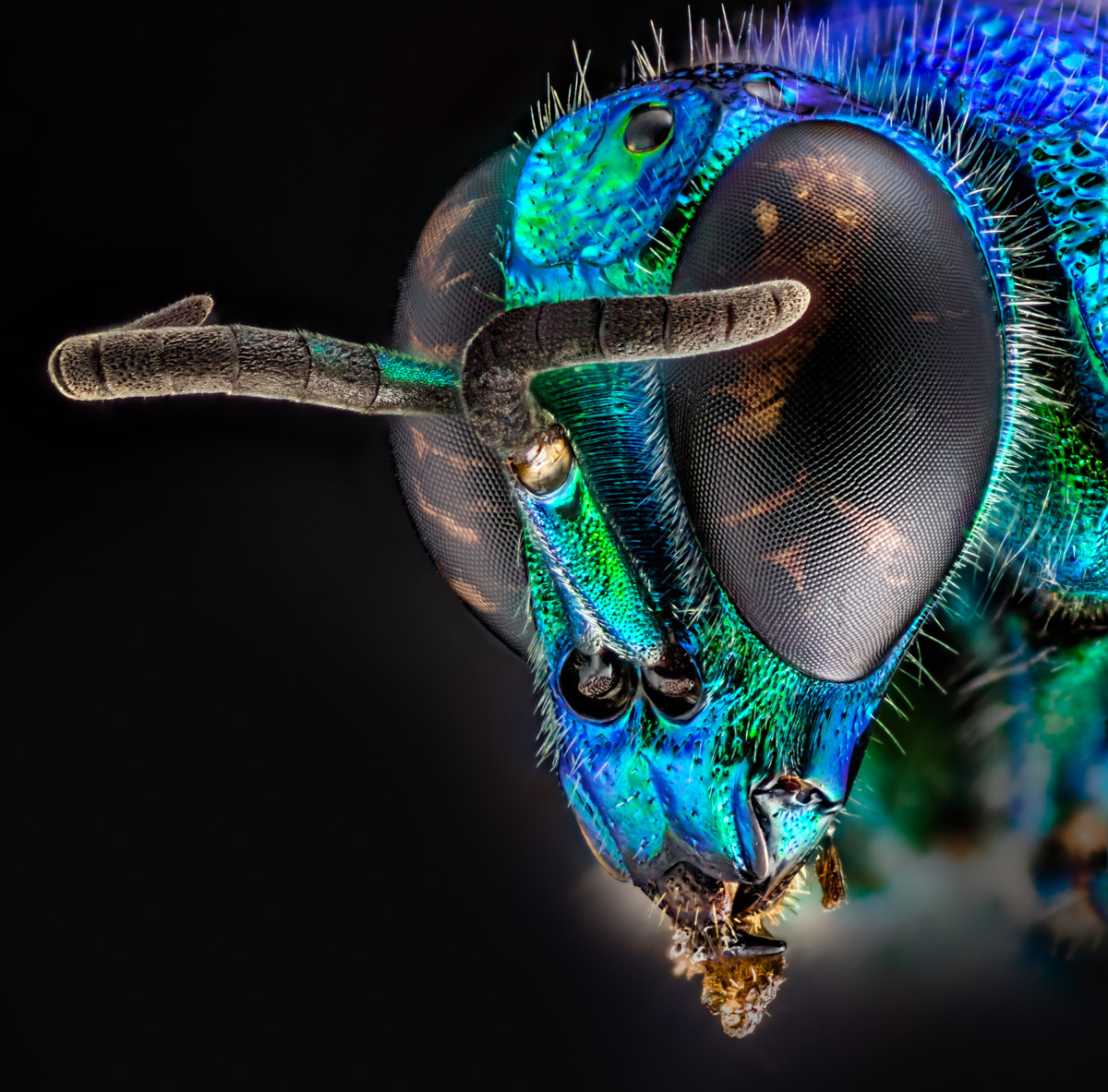 1.Schneider 50, 202 B, 0,015 mm.jpg