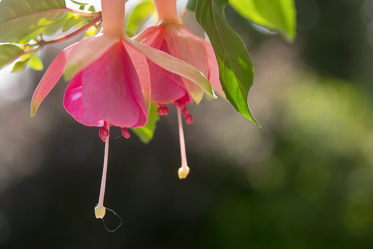 2015-05-28 Garten FuchsienDSC_1968-bearbeitet-3.jpg