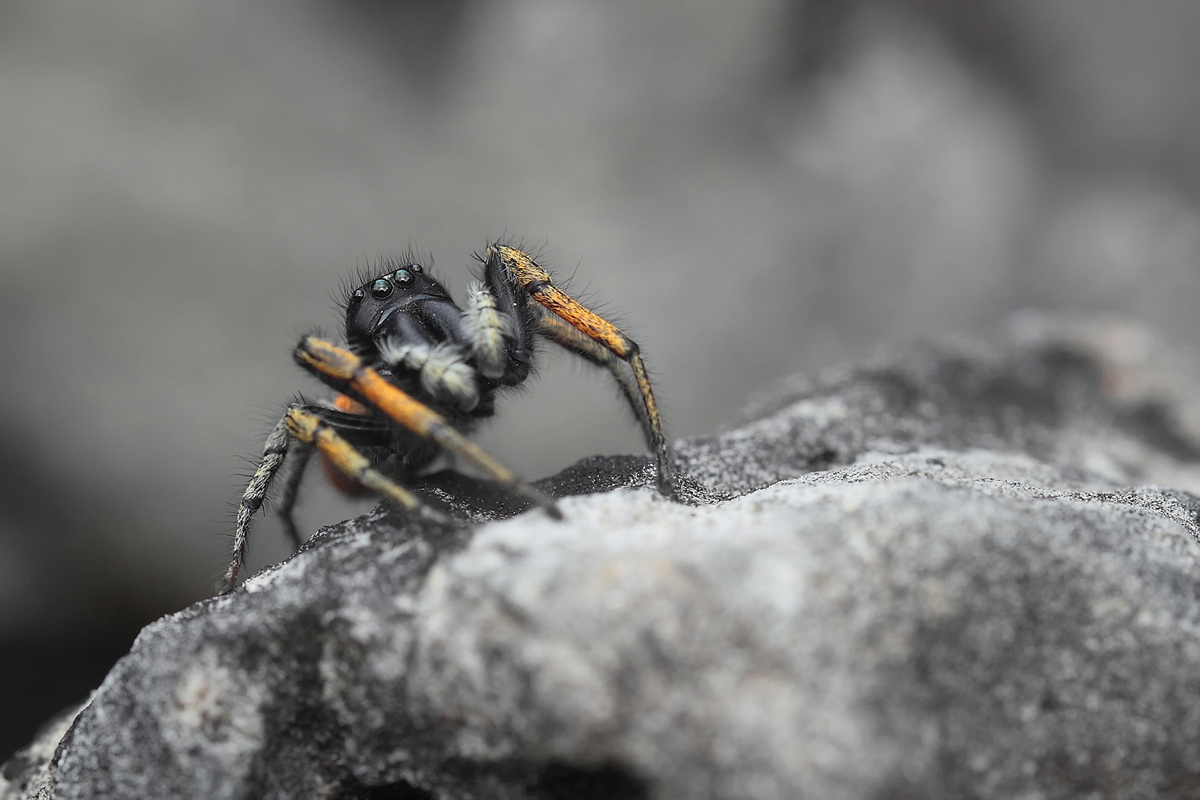 Phylaeus-chrysops-06.jpg