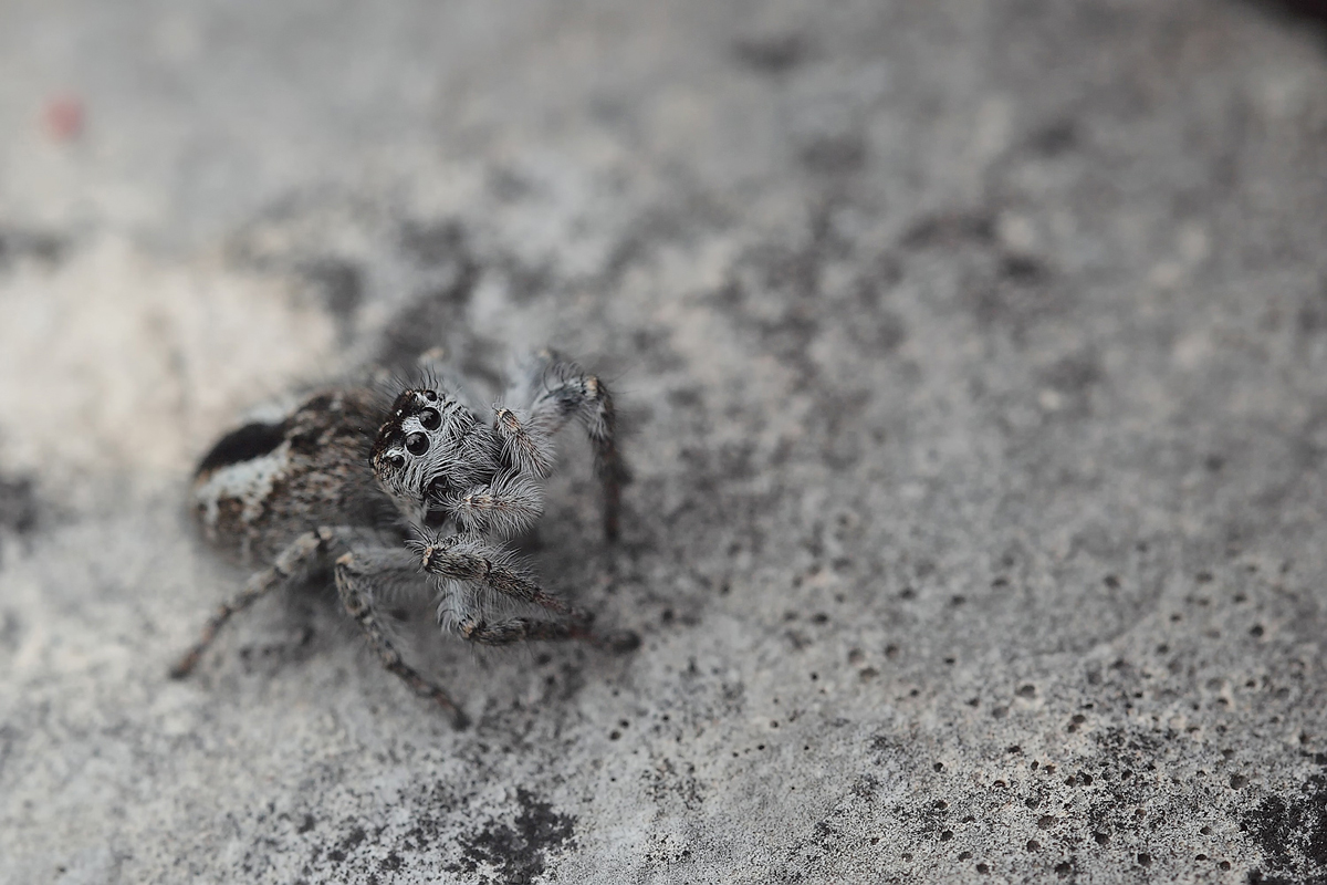 Phylaeus-chrysops-09.jpg