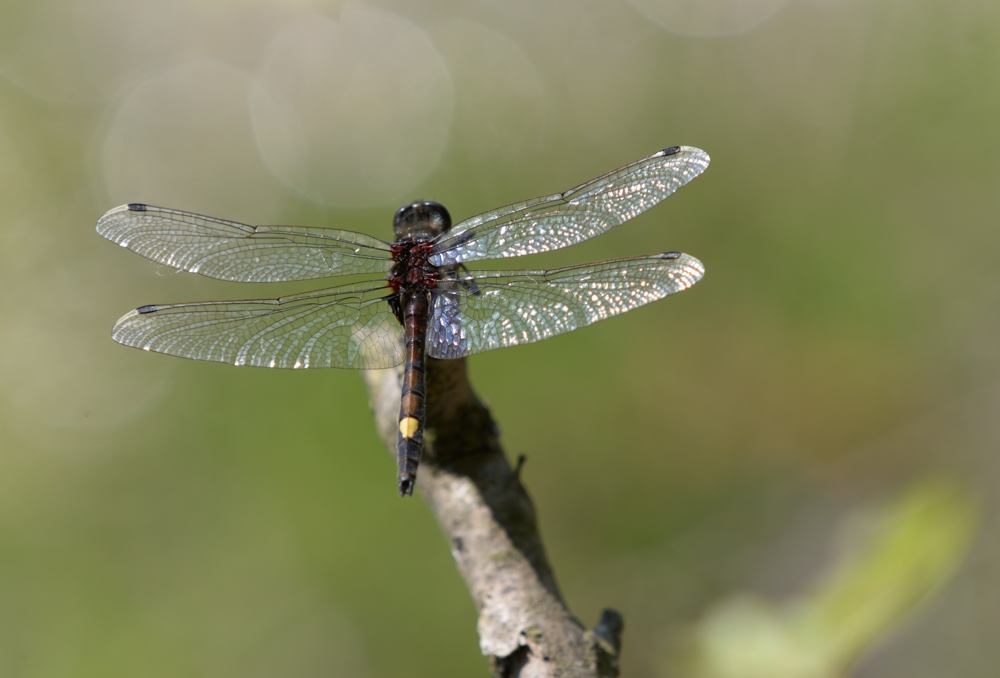 DSC_3357.1.jpg