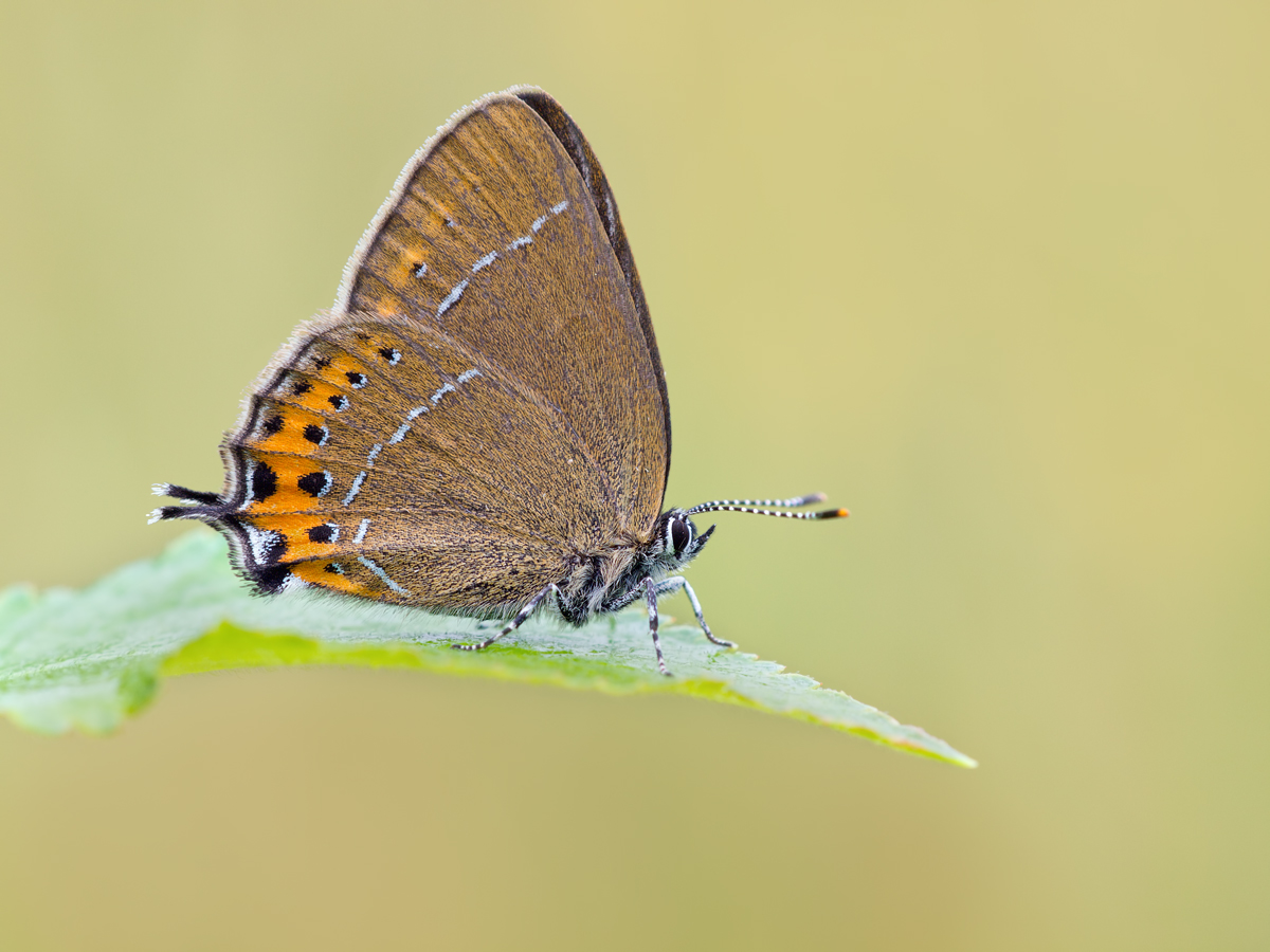 Satyrium-pruni-OG121841.jpg