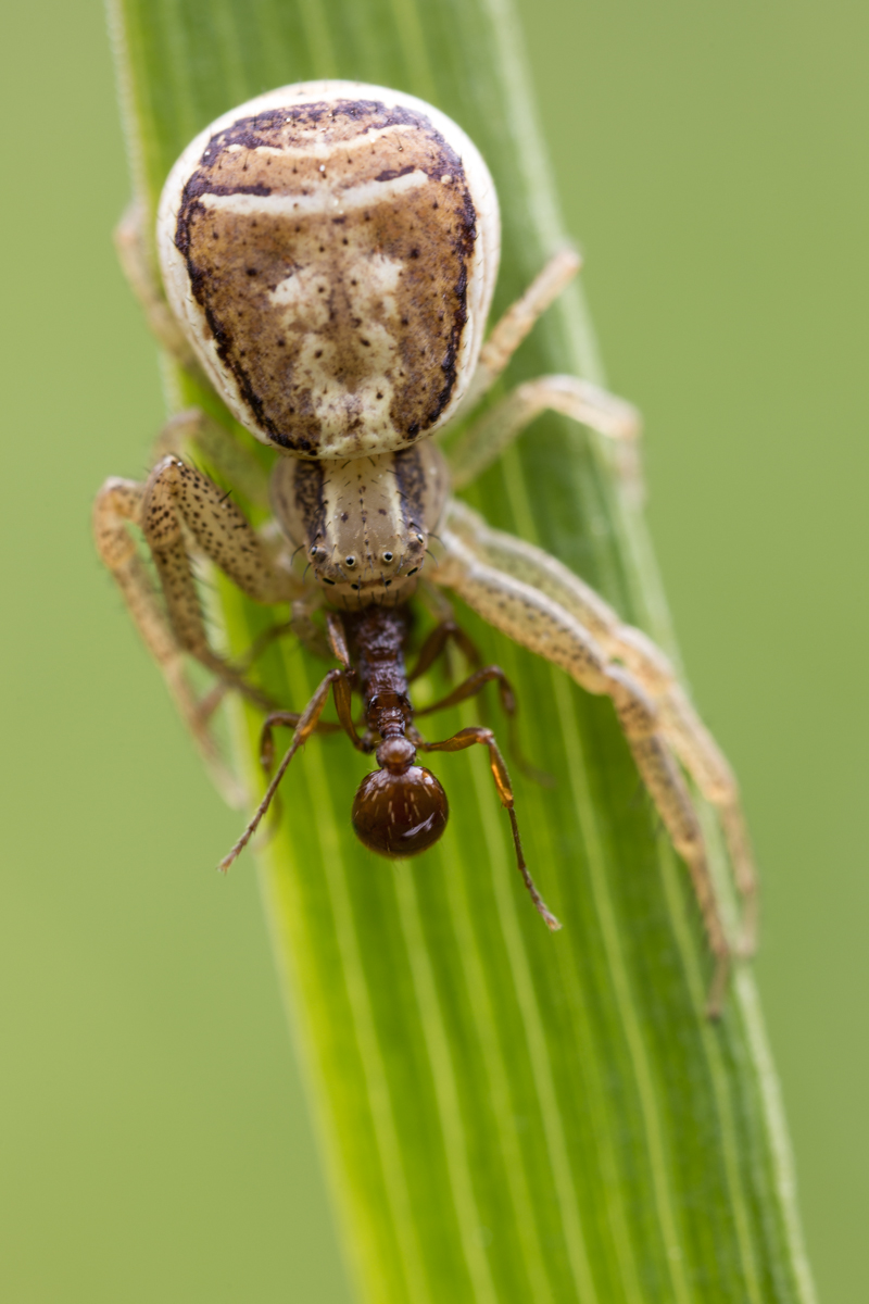 Spinne 7 (1 von 1).jpg