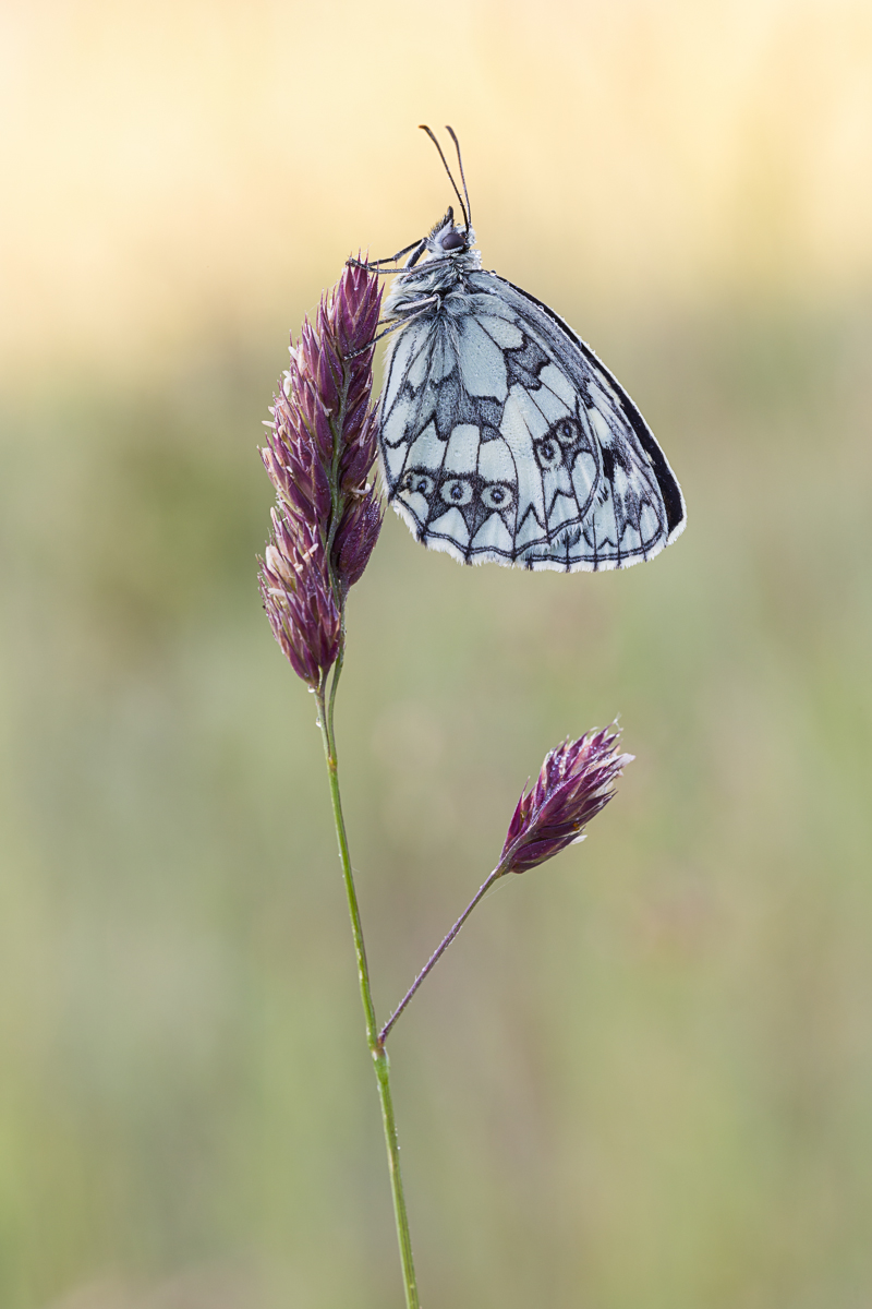 20150617-IMG_9782-b.jpg