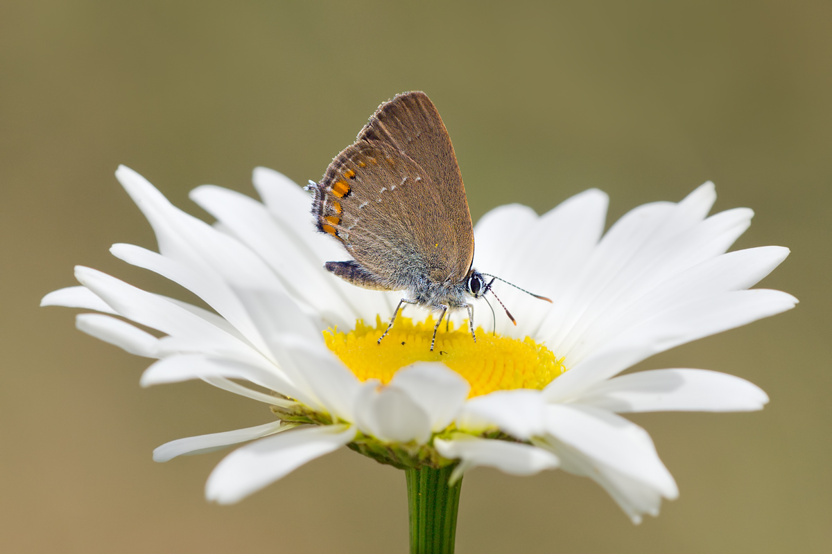 Satyrium-acaciae-OG172678.jpg