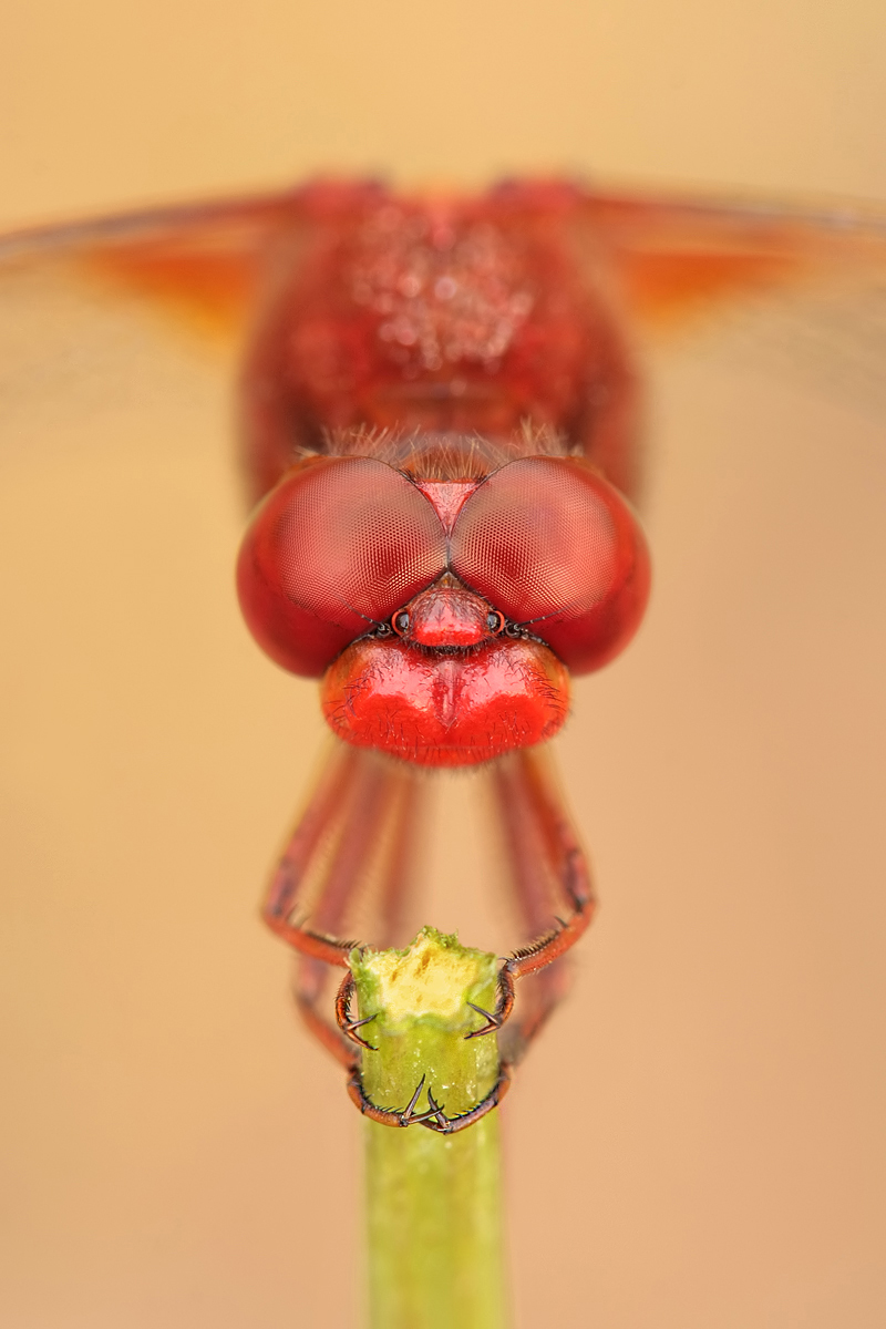 Crocothemis erythraea_m_portrait_IMG_3524a.jpg