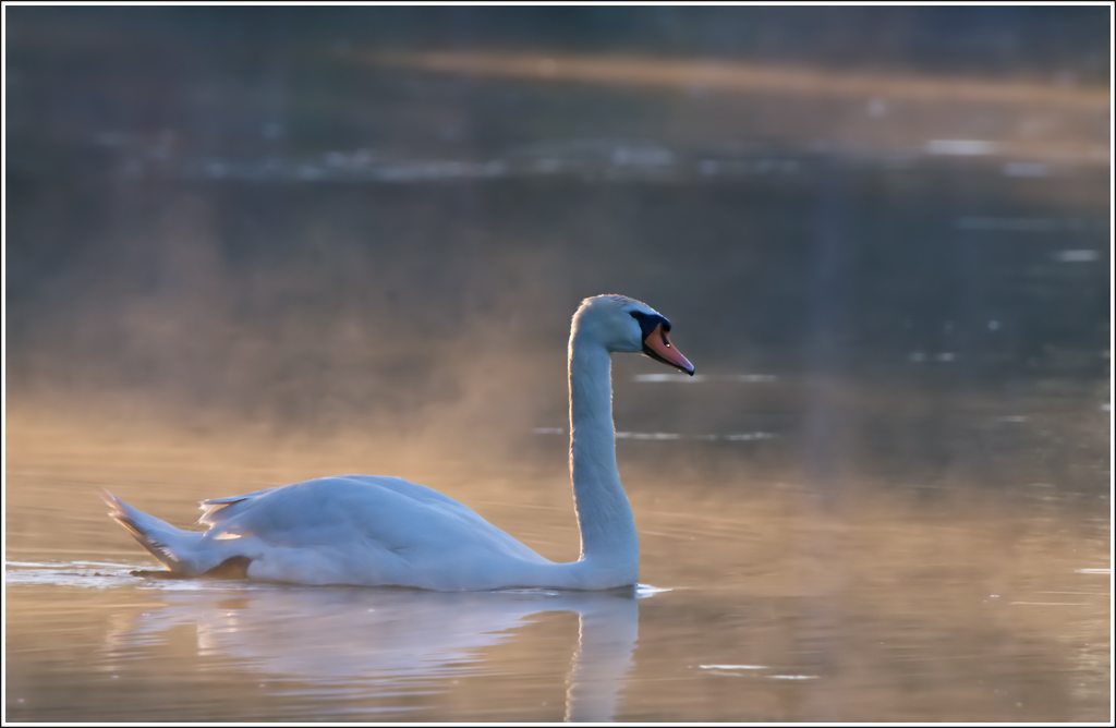 Schwan-im-Morgenlicht.jpg