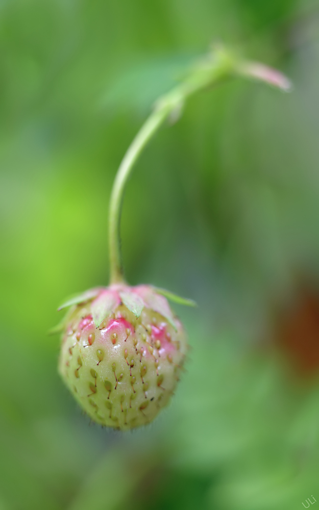 D6C_2313-2_625x1000.jpg