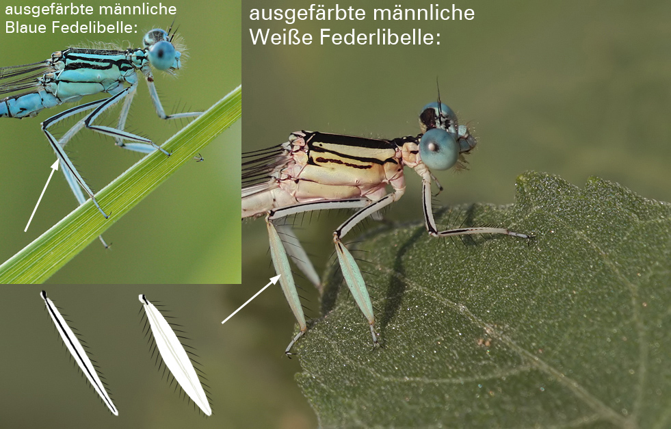 Platycnemis latipes_pennipes_Vergleich_Beinmerkmal.jpg