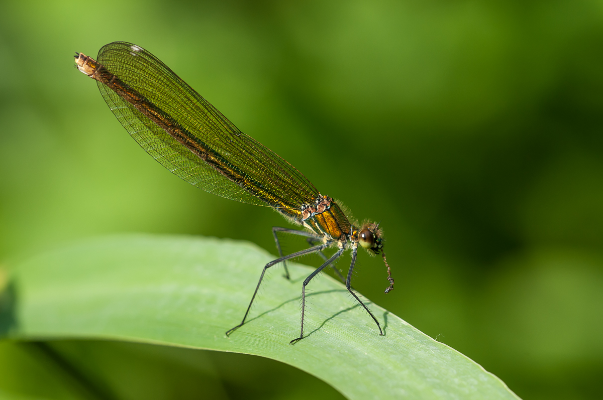 Prachtlibelle w.8.jpg