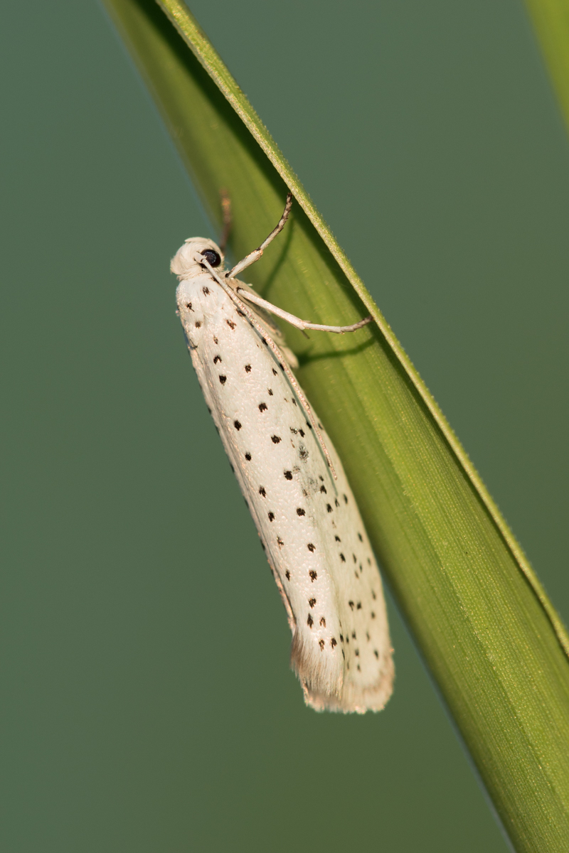 Spinner--0497.jpg