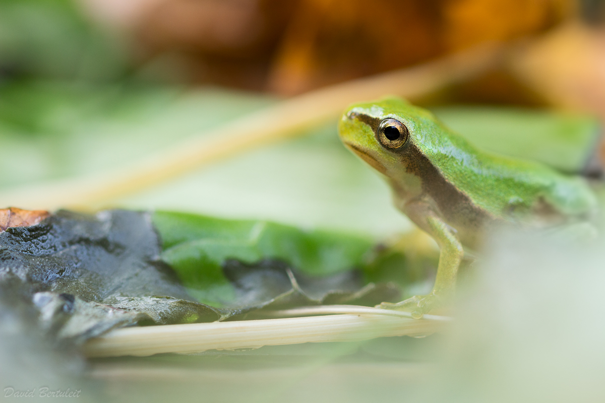 Laubfrosch-9746.jpg
