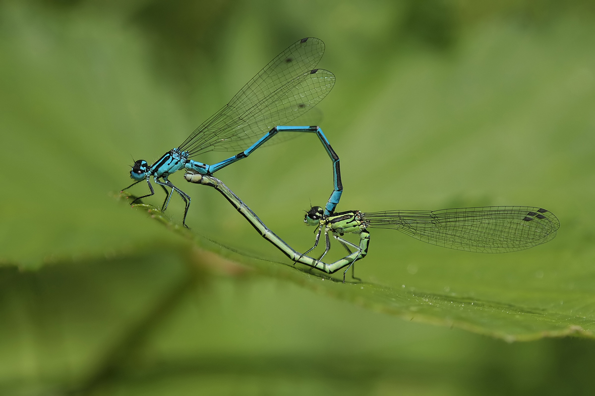 Coenagrion puella_mating_IMG_7212b.jpg