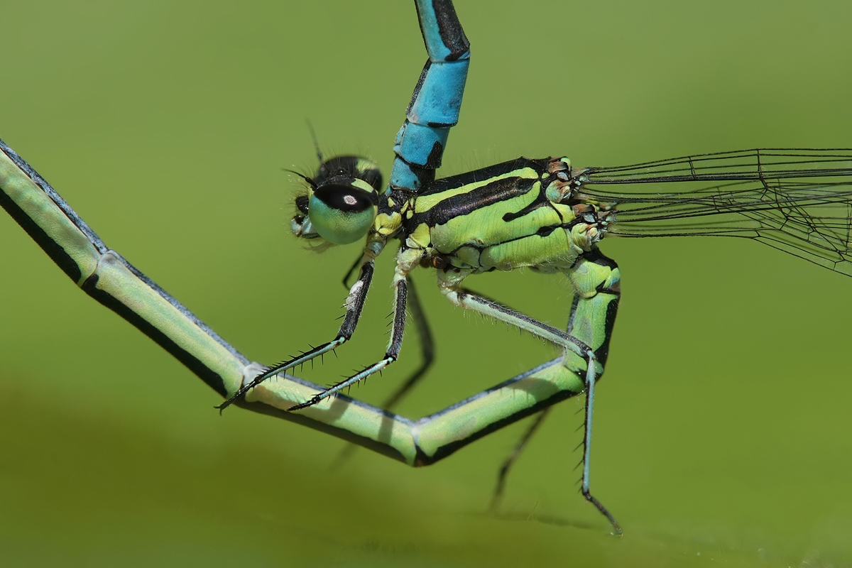Coenagrion puella_w_Copula_detail_IMG_7377b.jpg