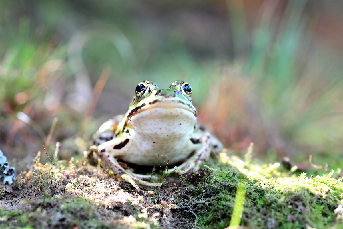 IMG_7442_small.jpg