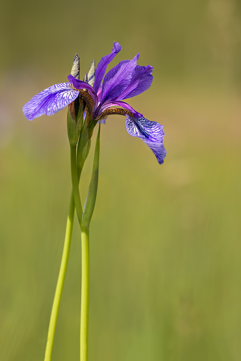 compIris27.5.2015AmbitzgiriedDSC_7139.jpg