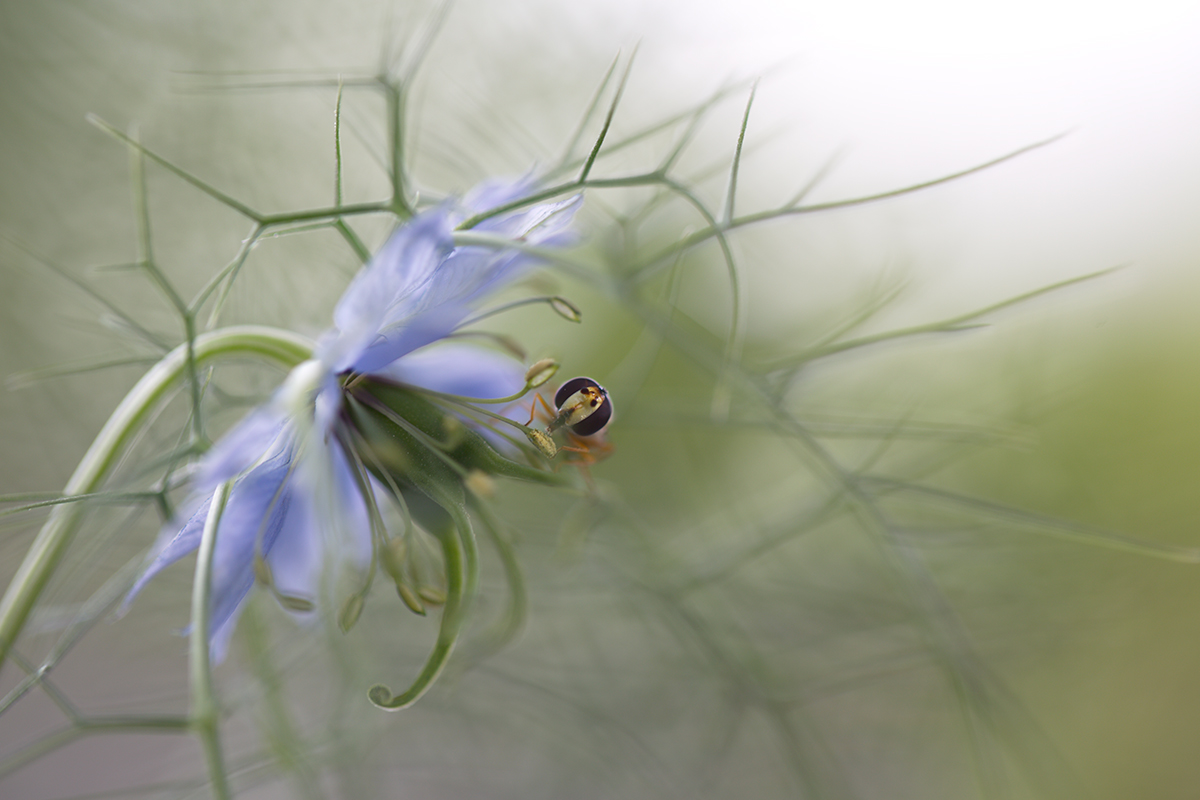 Jungfer-mit-Schwebfliege.jpg