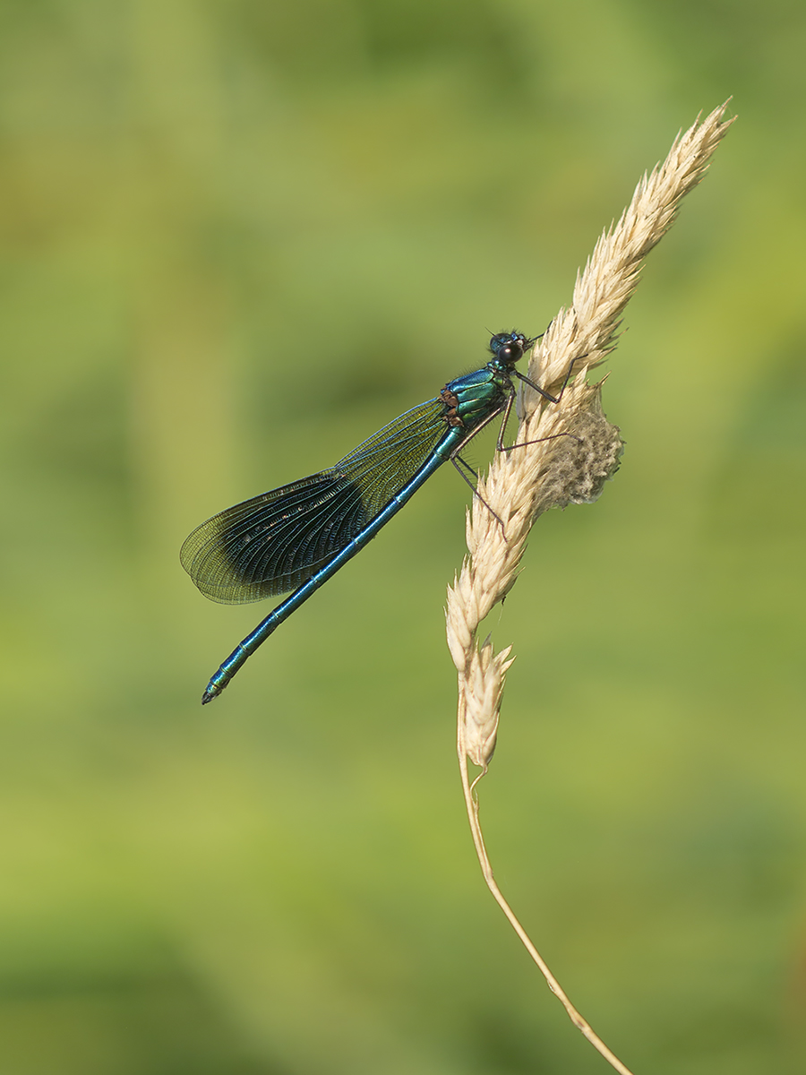 _1400678web.jpg