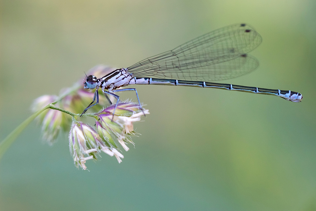 2015_06_08_Libelle_3_kl.jpg
