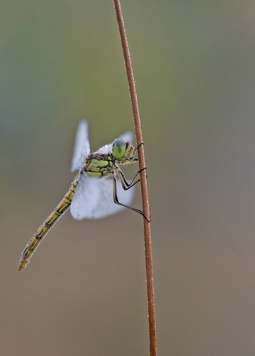 DSC_7149.jpg