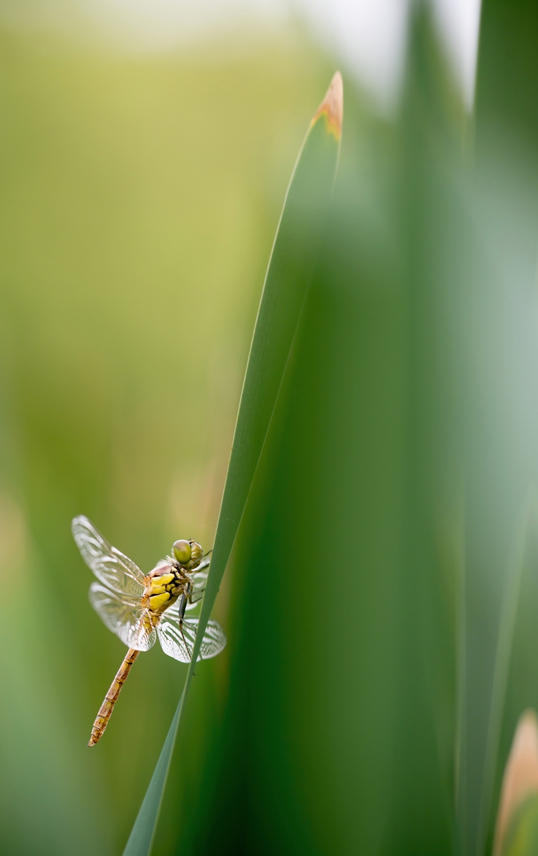 MB8_6952 Kopie a verkl..jpg