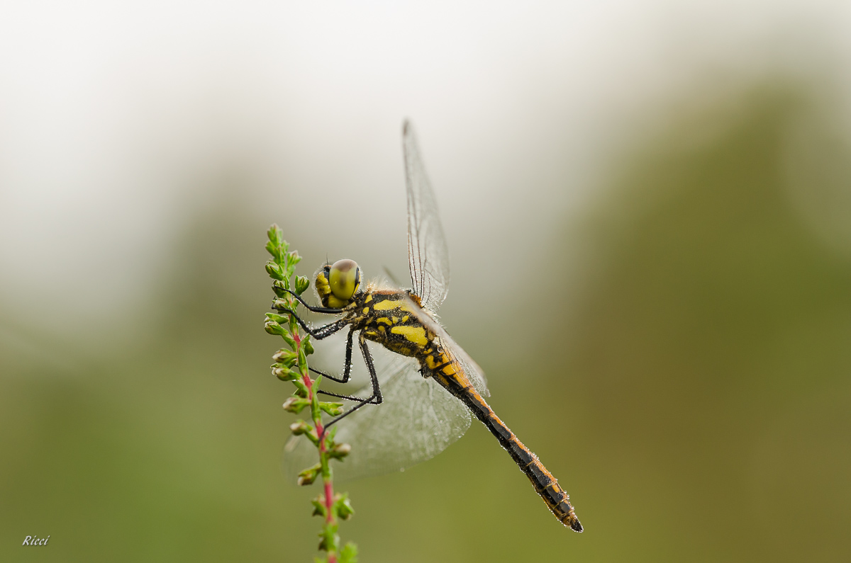 Ricci15. Juli 2015DSC_0002.jpg