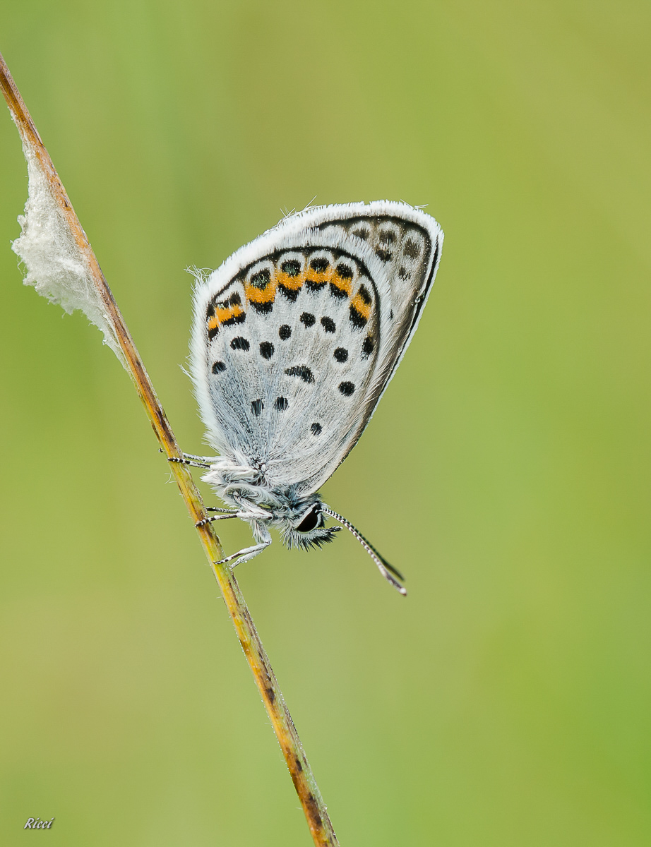 Ricci15. Juli 2015Ricci15. Juli 2015DSC_0023.jpg