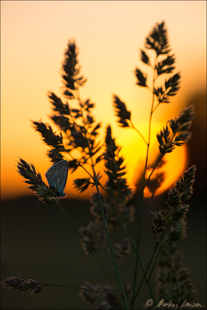 Bläuling bei Sonnenuntergang - IMG_2447_20150604.jpg