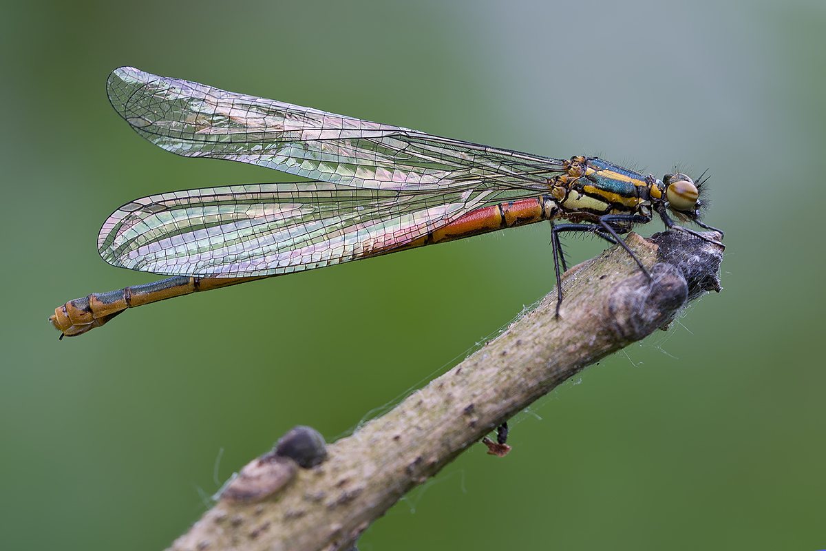 Frühe Adonislibelle.jpg