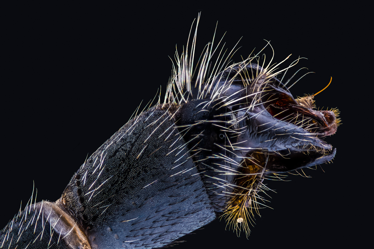 4.Zeiss 6,3, 245 B, 0,005 mm (2).jpg