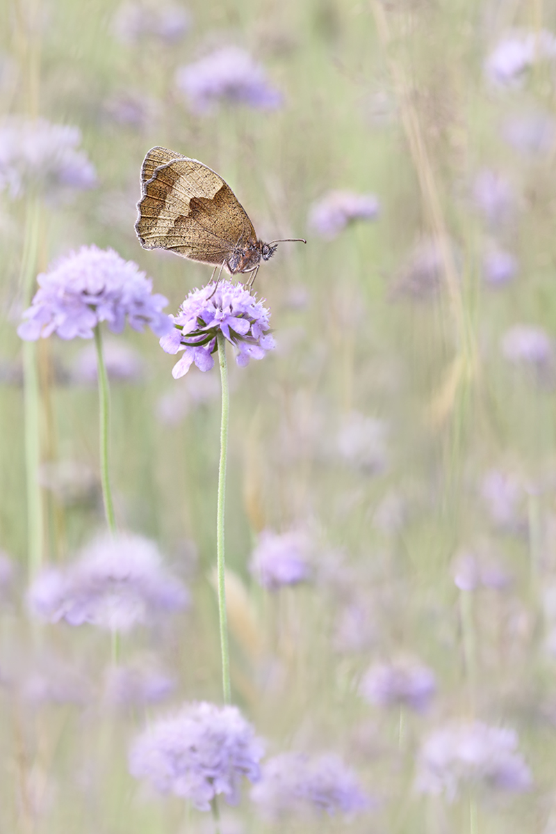 IMG_6685.c.jpeg