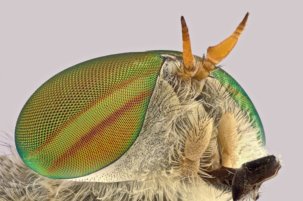 Hybomitra spec.     Tabanidae-Bremse-1.JPG
