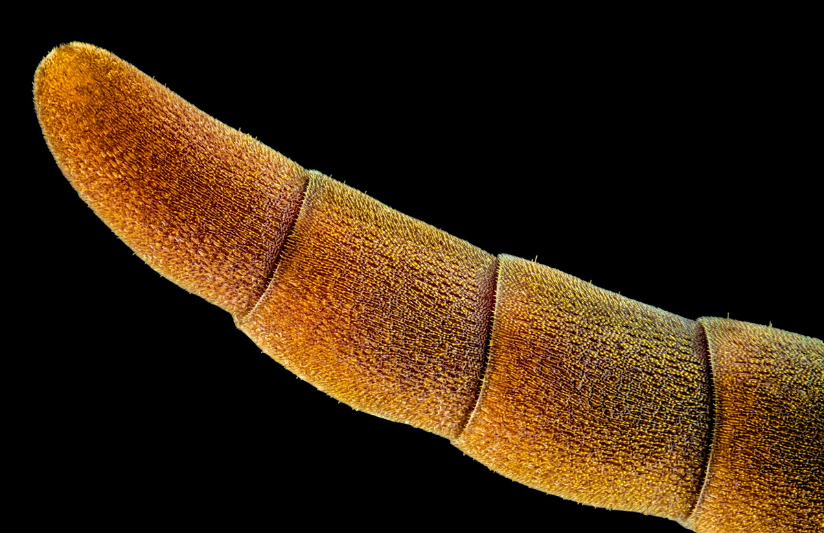 3.Nikon E 10, 176 B, 0,0035 mm.jpg
