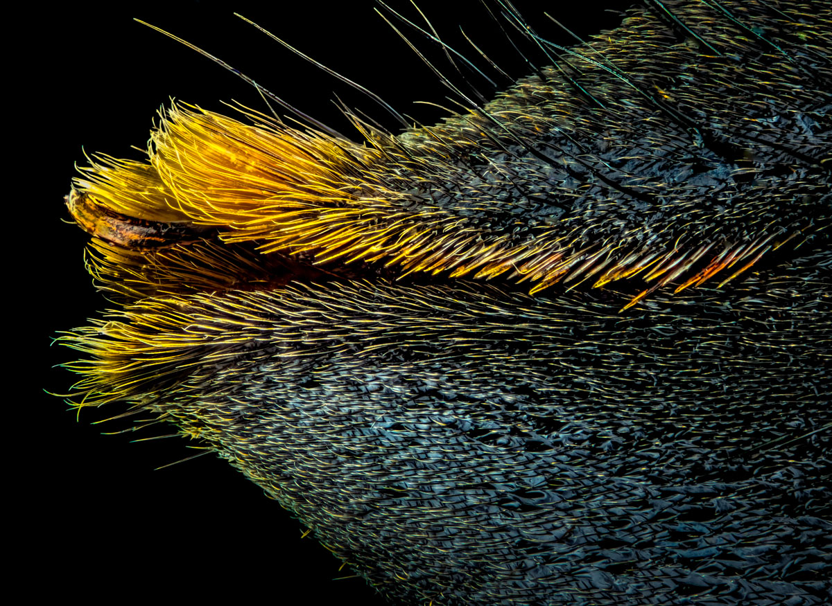 5.Nikon E 10, 485 B, 0,0035 mm.jpg
