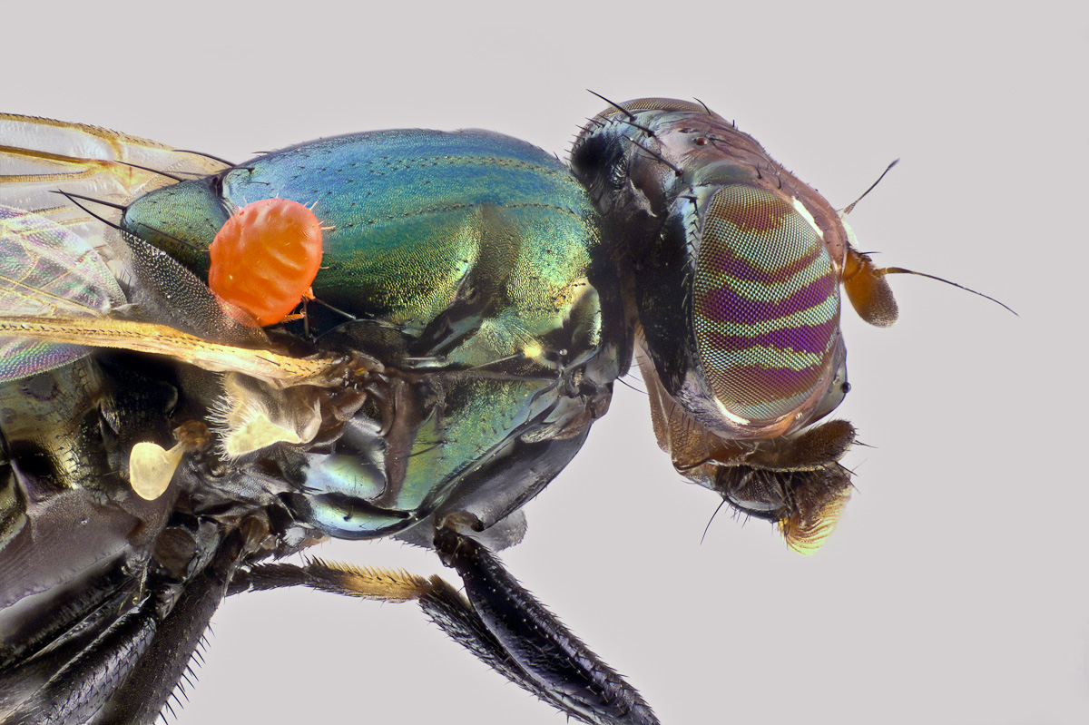 Platystomidae    Breitmundfliege  mit Milbe-1.JPG
