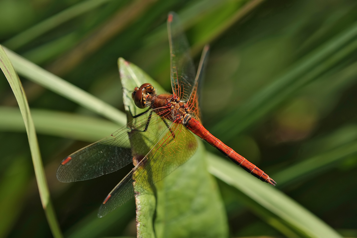 Sympetrum flaveolum_m_IMG_9568.jpg