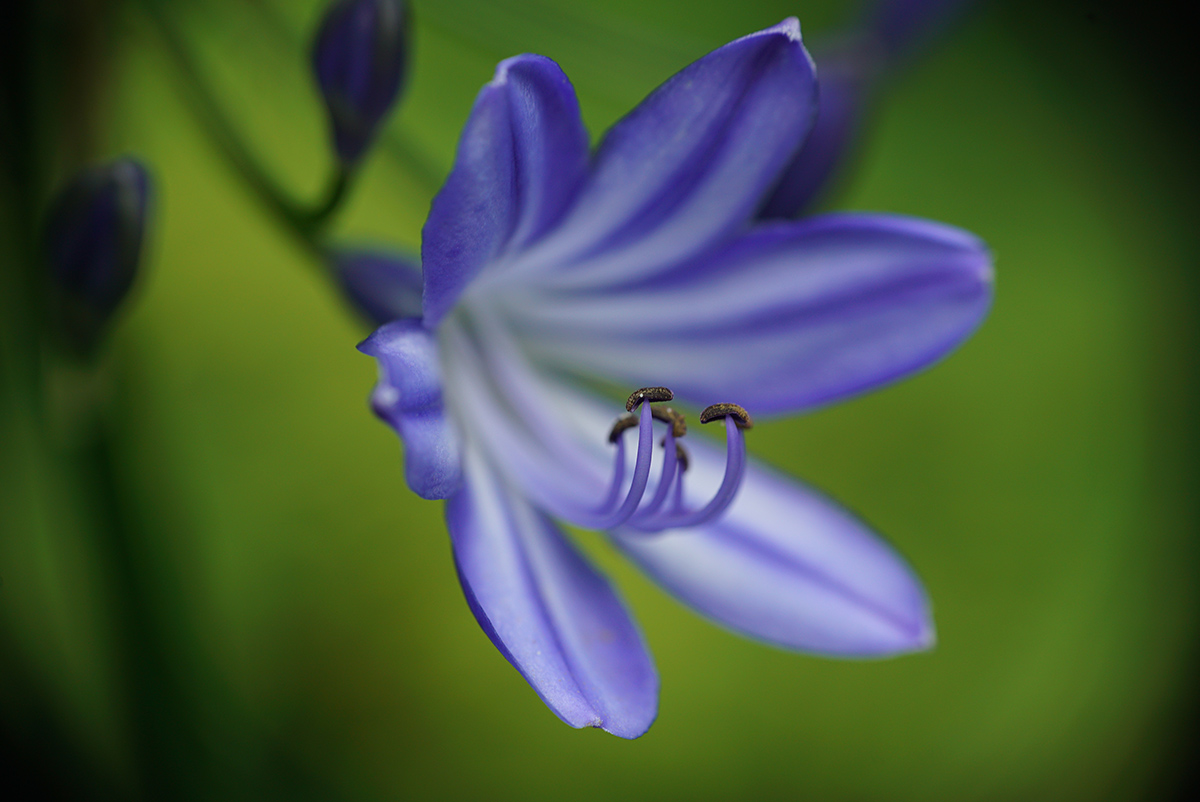 blaueBlume_1200.jpg