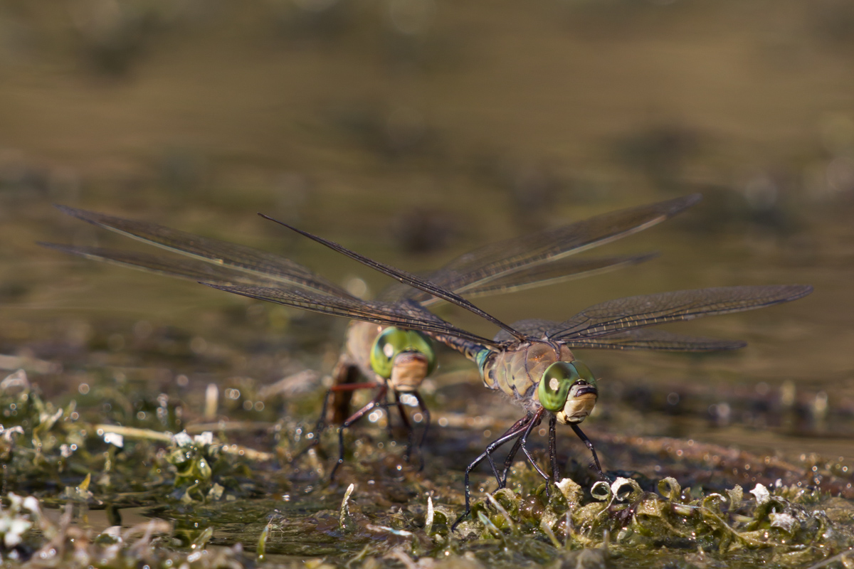 Anax Parthenope Schaalseekanal 20150805 (18).jpg