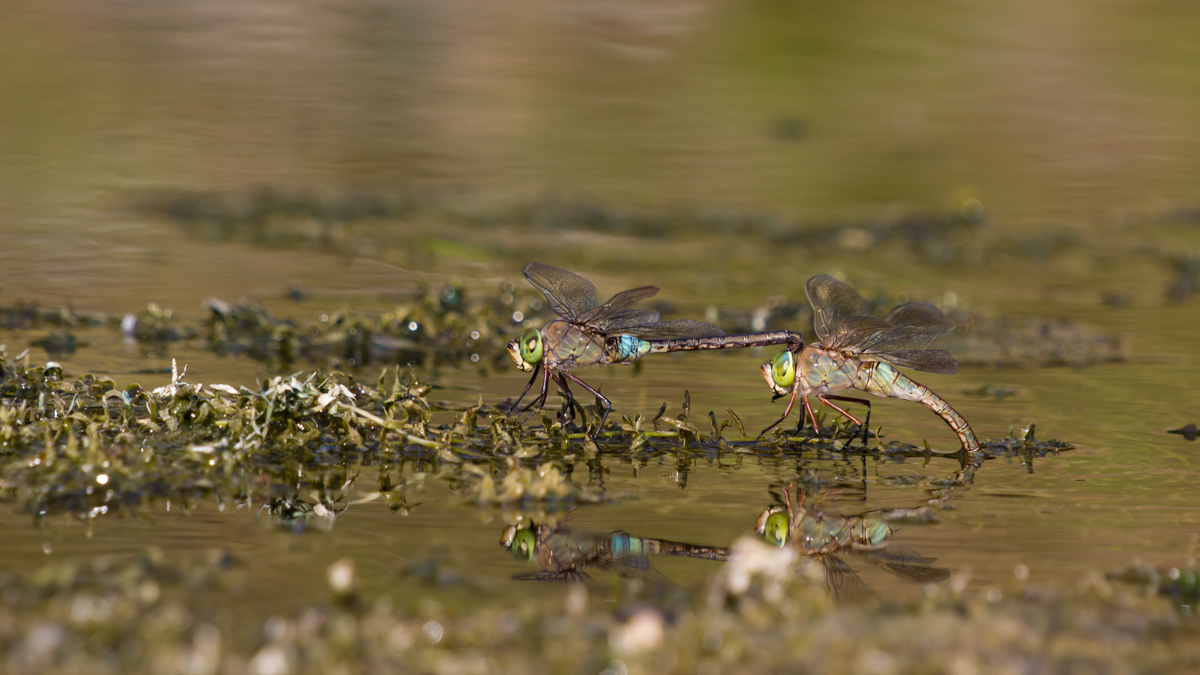 Anax Parthenope Schaalseekanal 20150805 (15).jpg