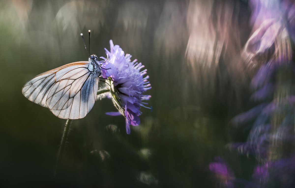 20150710-_DSC1783-klein.jpg
