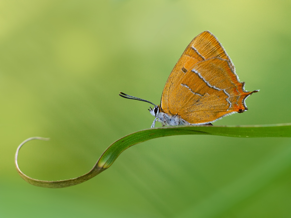 Thecla-betulae-OG078499.jpg