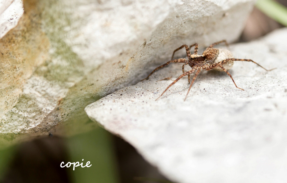 comp_img_4128_106 Kopie.jpg