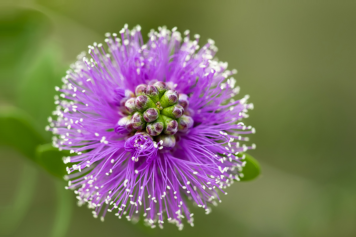 Stack Melaleuca nesophila-verkl.jpg