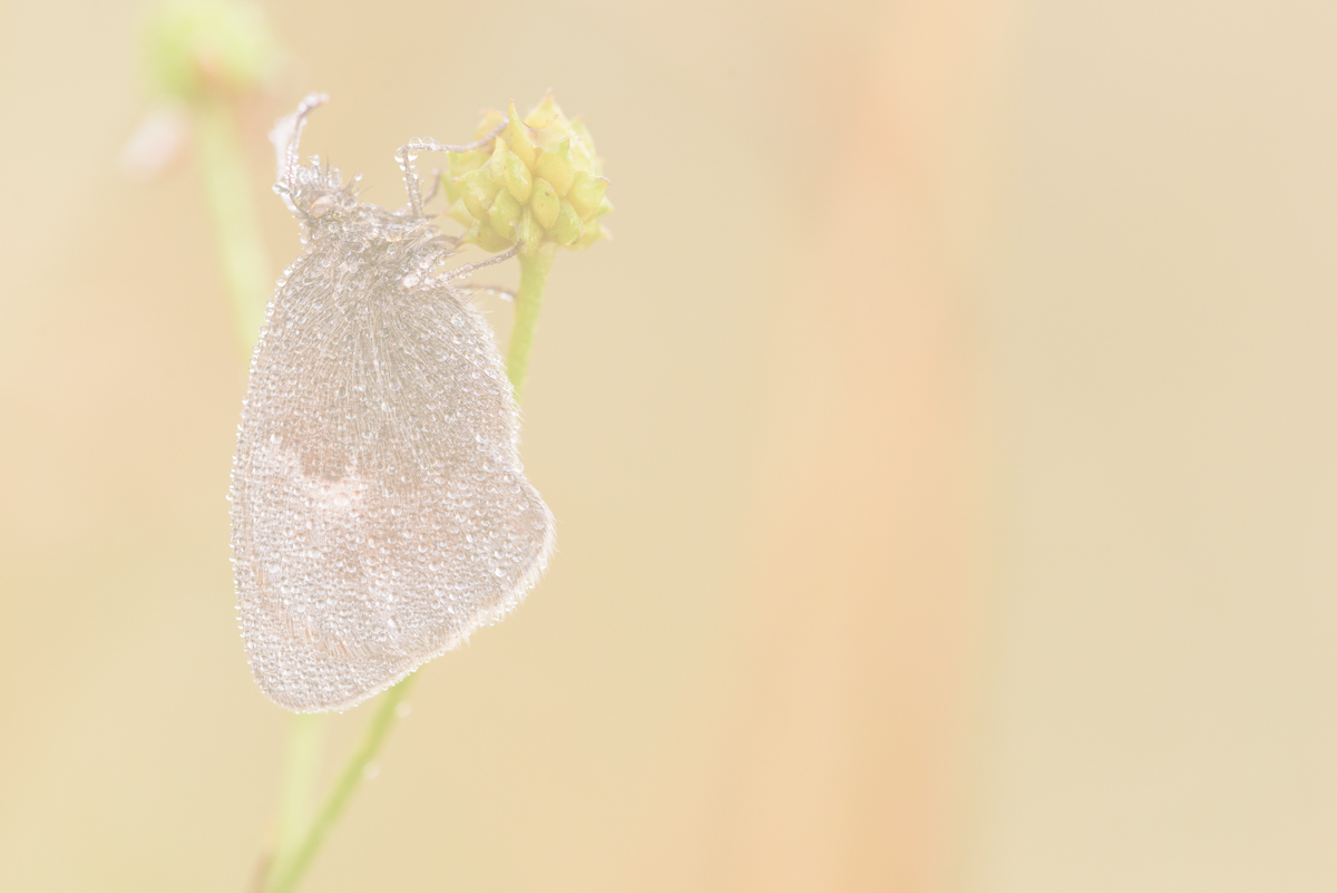 20150813-062101-150-compr-1200-800-MFDE-JM.jpg