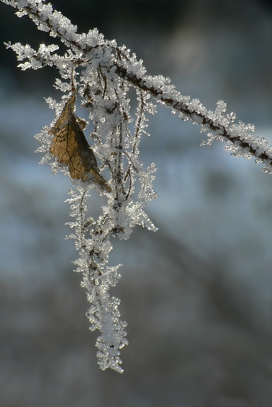 blatt mit reif.jpg