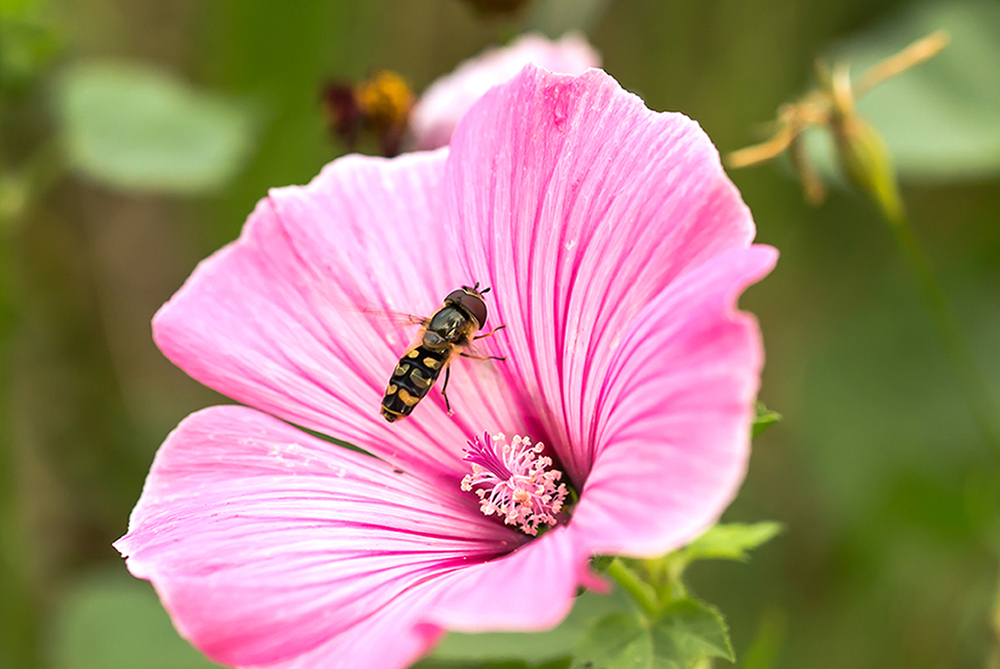 Schwebfliege bei der Landung.jpg